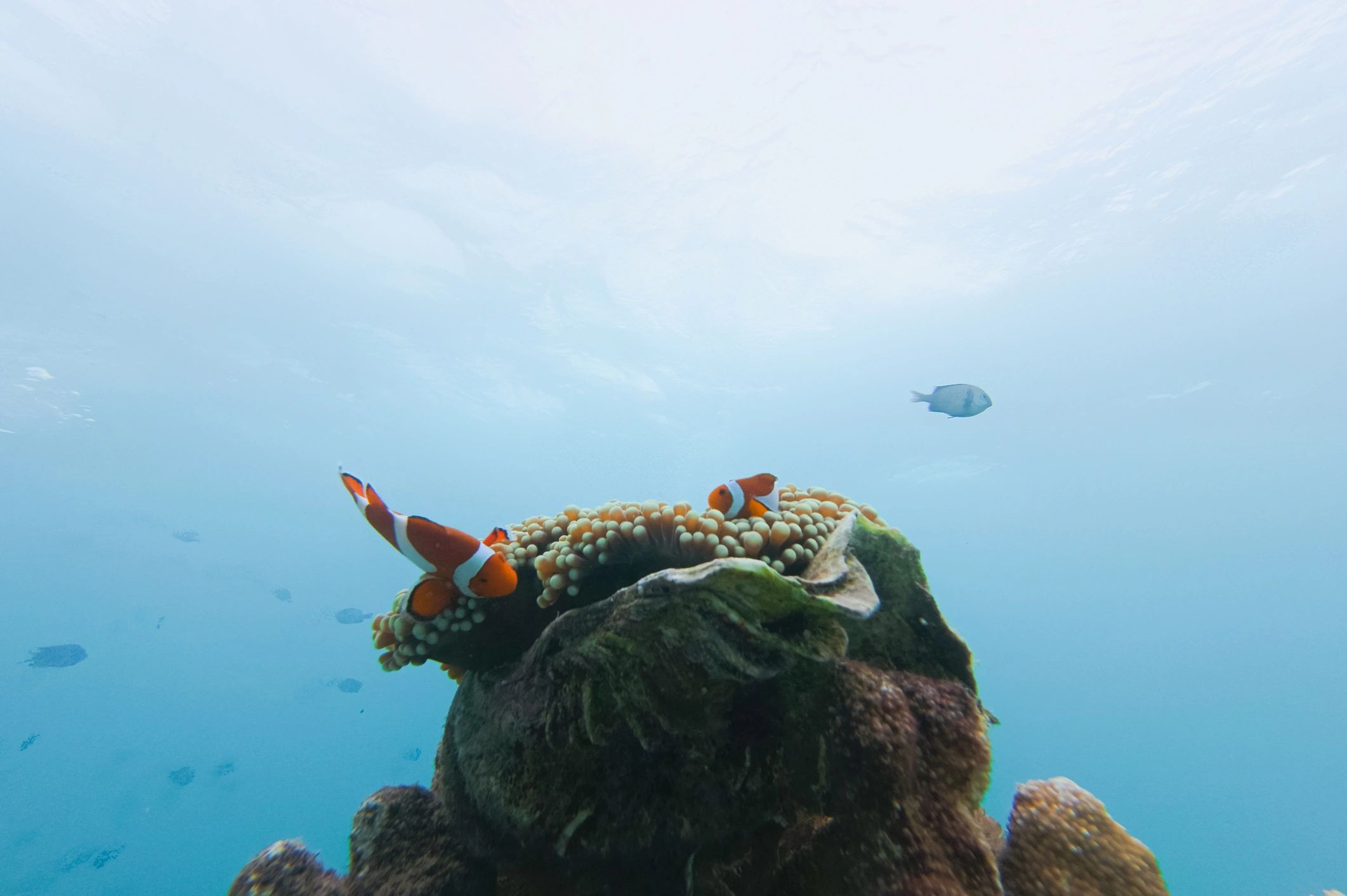 Colorful coral reef underwater scene